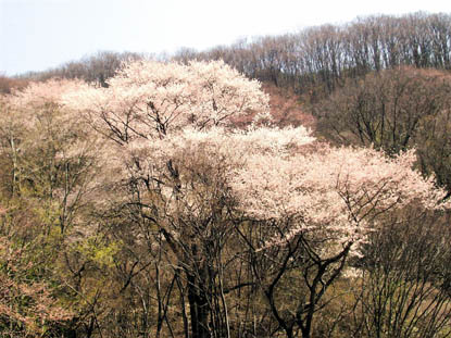 3種のガマの葉と花穂の比較写真